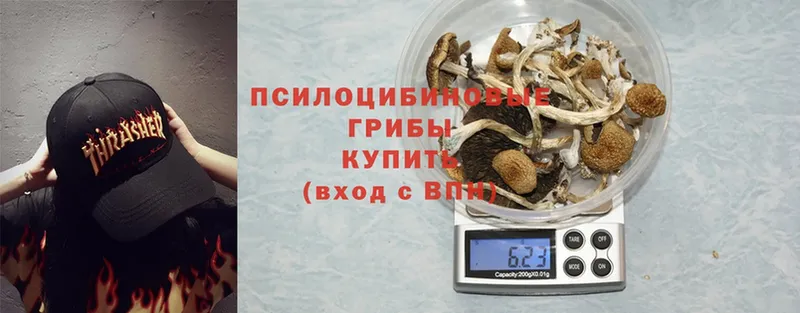 купить наркотик  Нижнекамск  Псилоцибиновые грибы Cubensis 